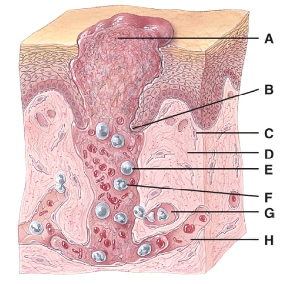 Anatomy And Physiology Questions - The Integumentary System - ProProfs Quiz